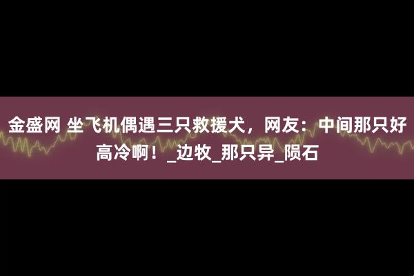 金盛网 坐飞机偶遇三只救援犬，网友：中间那只好高冷啊！_边牧_那只异_陨石